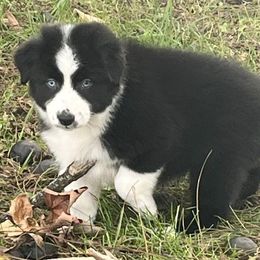 Scary Spice - Black & white Australian Shepherd puppy in Gowen, Michigan from XA AUSTRALIAN SHEPHERDS