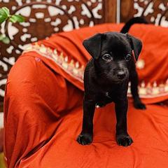 Pasco - Black male Xoloitzcuintli puppy in Sunnyside, Washington from Xolos Jazmin