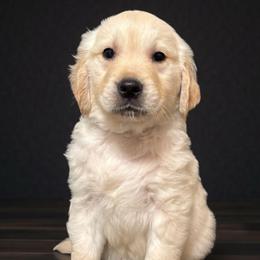 Bulbasaur - Green male - Light golden male Golden Retriever puppy in Salt Lake City, Utah from Soaring golden retrievers