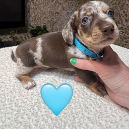 Blue - Dapple male Dachshund puppy in Greasy, Oklahoma from 4E Dachshunds