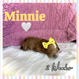 Minnie - Red female Cavapoo puppy in Runaway Bay, Texas from Green Ranch Doodles