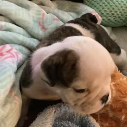 Girl 5 - Red brindle and white female Bulldog puppy in Tierra Verde, Florida from Destiny Kennel