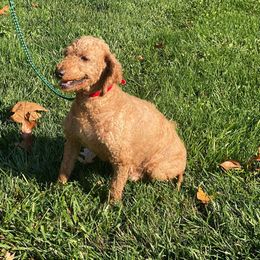 Ruby - Goldendoodle