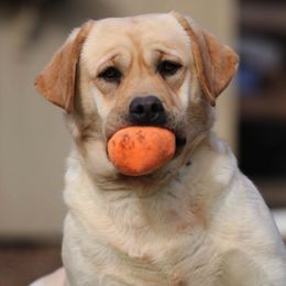 Labrador Retrievers from Atlas Labradors LLC
