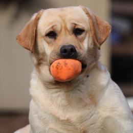 Labrador Retrievers from Atlas Labradors LLC