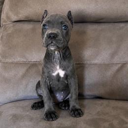 Shadow - Gray brindle female Cane Corso puppy in Haslet, Texas from Trained To Go Corso Kennels (T.T.G. Corso Kennels)