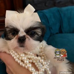 Callie - Tricolor female Shih Tzu puppy in Walkertown, North Carolina from Lil’ Bit’s Shih Tzu
