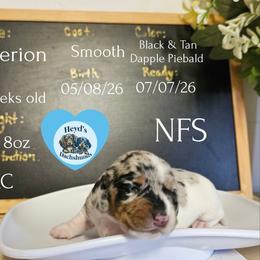 Viserion - Dapple male Dachshund puppy in Hoquiam, Washington from Heyd's Mini Dachshunds