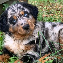Australian Shepherds from Salt Creek Aussies