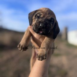 Chauncey - Red male Bloodhound puppy in Conway, Missouri from Ozark Mountain Kennel
