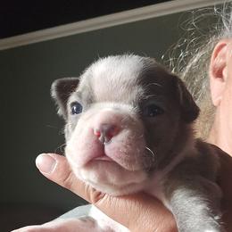 Princess BubbleGum Girl 3 (5th born) - Blue female Boston Terrier puppy in Versailles, Indiana from Benhams Bostons