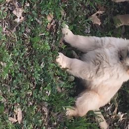 Golden Retriever Puppies from Huntleigh Goldens