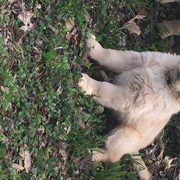 Golden Retriever Puppies from Huntleigh Goldens