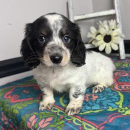 Popeye - Piebald male Dachshund puppy in Gilbertsville, Kentucky from DeLaunes Dachshunds