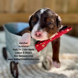 Rancher - Blue merle male Bernedoodle puppy in Orange, Texas from Walk with Me Doodles