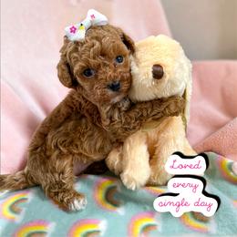 Poodle Puppies from KC Poodles of PA