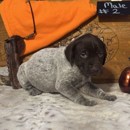 Male 4 - Liver roan male German Shorthaired Pointer puppy in Kathleen, Florida from Alex Yates GSP's