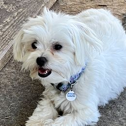Leah - Maltese