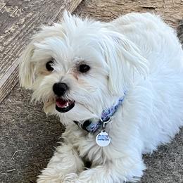 Leah - Maltese