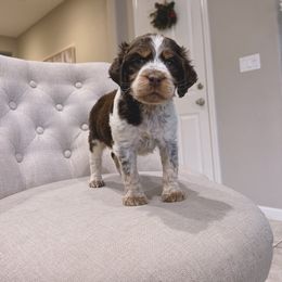 English Springer Spaniel Puppies from Goldridge Springers
