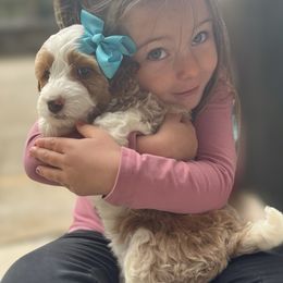 Mozzarella - Red Bernedoodle puppy in Washougal, Washington from Sandy Creek Bernedoodles
