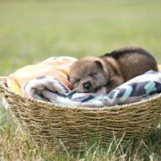 Girl 3 - Sesame Shikoku puppy in Pennsylvania from Aoiyama Sou Shikoku Kennel