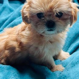 Shih Tzus from Heavenly Kennels