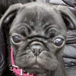 French Bulldogs and Pugs from Frankspugs72