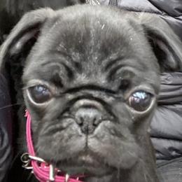 French Bulldogs and Pugs from Frankspugs72