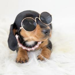 Dachshund Puppies from Draggin' Azz Ranch