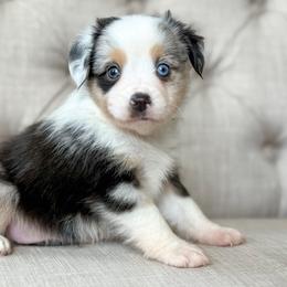 Indian 🌊 - Blue merle female Miniature Australian Shepherd puppy in Granbury, Texas from Triple Cross Doodles
