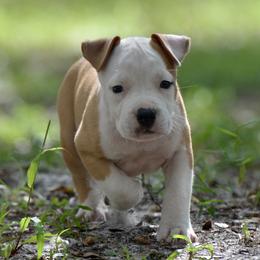 Girl 1 - Red female American Staffordshire Terrier puppy in St. Augustine, Florida from LBK & Ancient City