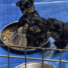 Yorkshire Terrier Puppies from Tomasa's Yorkies