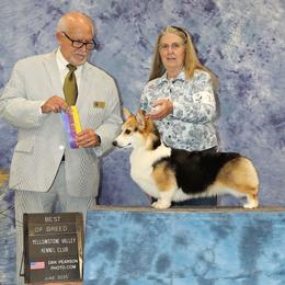 Pembroke Welsh Corgi puppies from Eaglerock Kennel