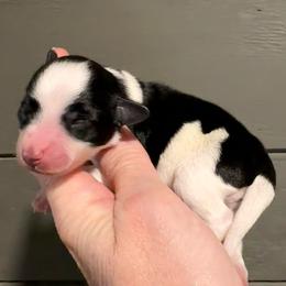 Glory - Parti female Miniature Schnauzer puppy in Silver Creek, Mississippi from Mamie’s Minis, LLC