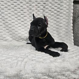 Yellow collar - Black female Cane Corso puppy in Fritch, Texas from Carrie Brown's Cane Corsos