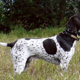 German Shorthaired Pointer All Grown Up from Shining Star GSP's