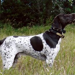 German Shorthaired Pointer All Grown Up from Shining Star GSP's