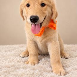 Viper - Light golden male Golden Retriever puppy in Chicago, Illinois from Urbane Retrievers