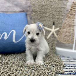 Miniature Schnauzer Puppies from Schnauzers on Robinson Lane