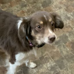 Gypsy - Miniature Australian Shepherd