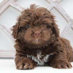 DOBBY - Brown male Russian Tsvetnaya Bolonka puppy in West Plains, Missouri from Must Be Frenchies & Crown Of Curls Bolonka
