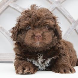 DOBBY - Brown male Russian Tsvetnaya Bolonka puppy in West Plains, Missouri from Must Be Frenchies & Crown Of Curls Bolonka