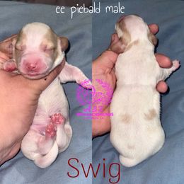 Swig - Piebald male Dachshund puppy in Hornbeck, Louisiana from A&Z Mini Dachshunds