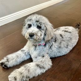 Bernedoodle, Goldendoodle, and Sheepadoodle Puppies from High Desert Doodles