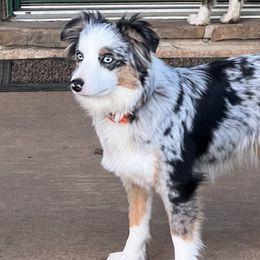 Aspen - Miniature Australian Shepherd