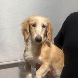 Galaxy - Cream female Dachshund puppy in Anaheim, California from SoCal Mini Dachshunds