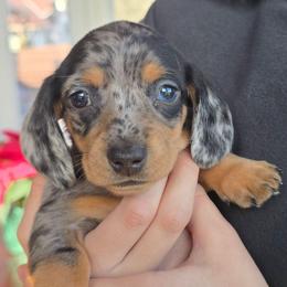 Murphy - Dapple male Dachshund puppy in Signal Mountain, Tennessee from Hot Diggity Doxens