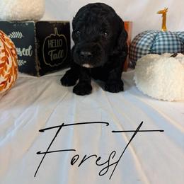 Forest - Black male Goldendoodle puppy in Cedartown, Georgia from Loyal Doodles