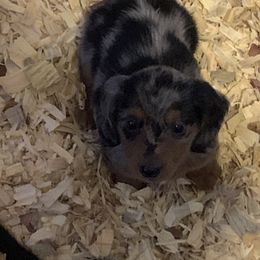 Dachshund Puppies from CC and J Dachshunds
